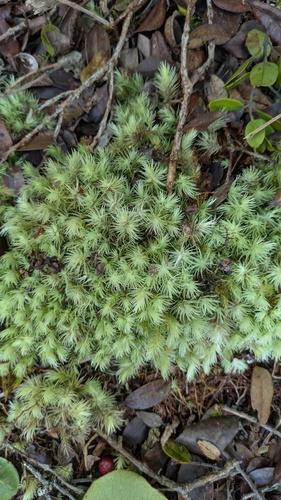 Leucobryum seemannii observed 2025-02-13