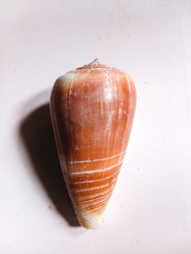 Conus radiatus observed 2025-02-25