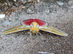 Syssphinx raspa