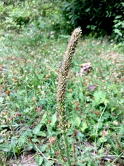 Plantago