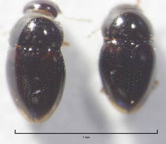 Ptenidium laevigatum