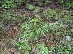 Ostericum maximowiczii