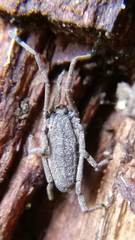 Trogulus tricarinatus