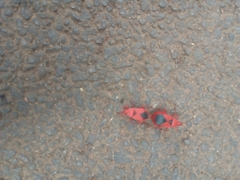 Probergrothius sanguinolens