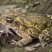Large-crested Toad - Photo (c) Wouter Beukema, some rights reserved (CC BY-NC), uploaded by Wouter Beukema