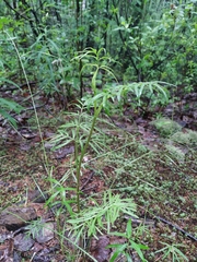 Ostericum maximowiczii