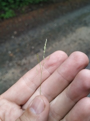 Agrostis clavata