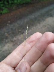 Agrostis clavata