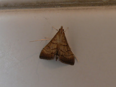 Marasmia trapezalis
