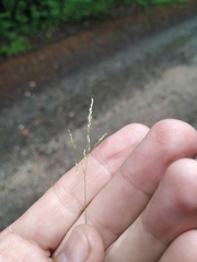 Agrostis clavata