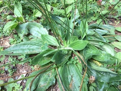 Plantago