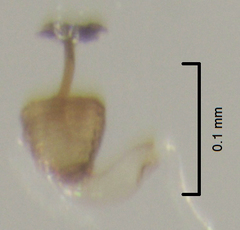 Ptenidium laevigatum