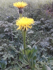 Hypochaeris uniflora