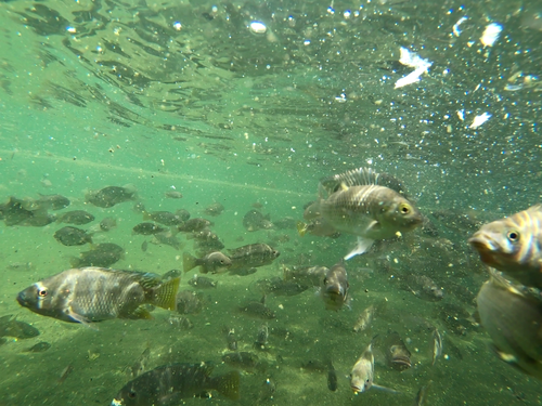 Sabaki-tilapia (Oreochromis spilurus) — Cichlidae