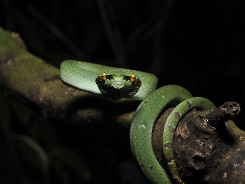 Tropidolaemus subannulatus