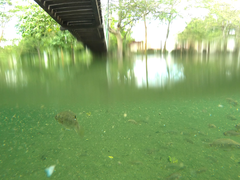 Oreochromis spilurus
