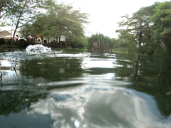 Oreochromis spilurus