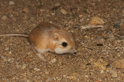 Merriam's Kangaroo Rat, San Diego County, CA, USA, photo 9 of 10