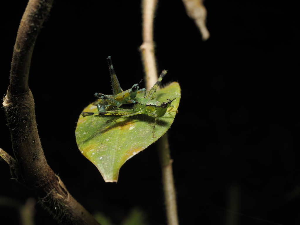 Karnydia gracilipes (Karnydia gracilipes)