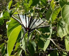 Protographium epidaus epidaus