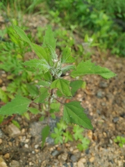 Chenopodium acuminatum virgatum