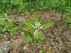 Chenopodium acuminatum virgatum