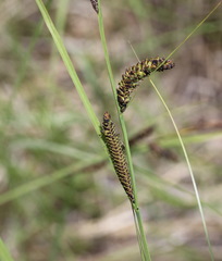 Carex schmidtii
