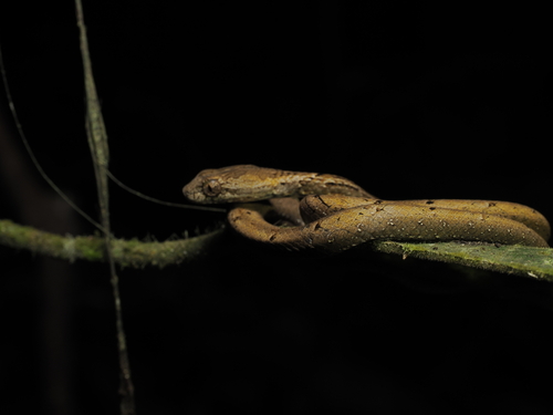 Psammodynastes pulverulentus