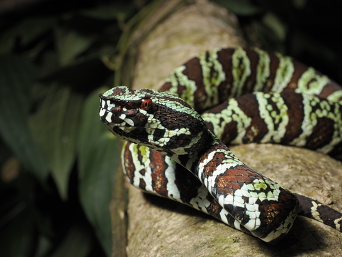 Tropidolaemus laticinctus