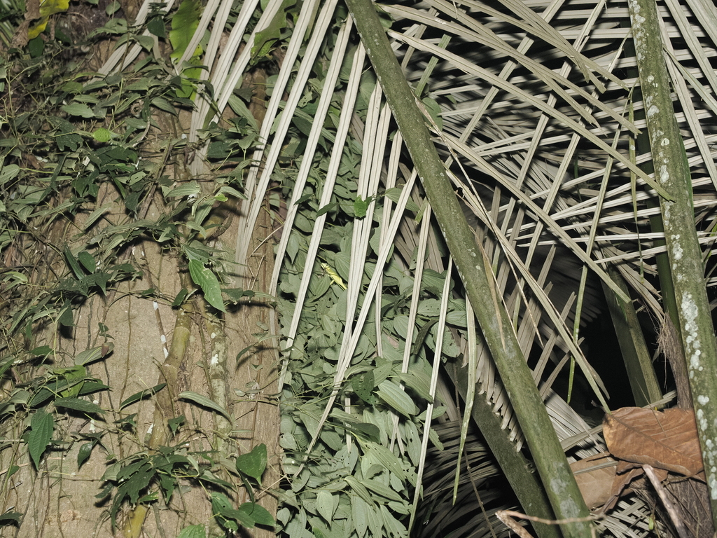 Sulawesi Bloodsucker