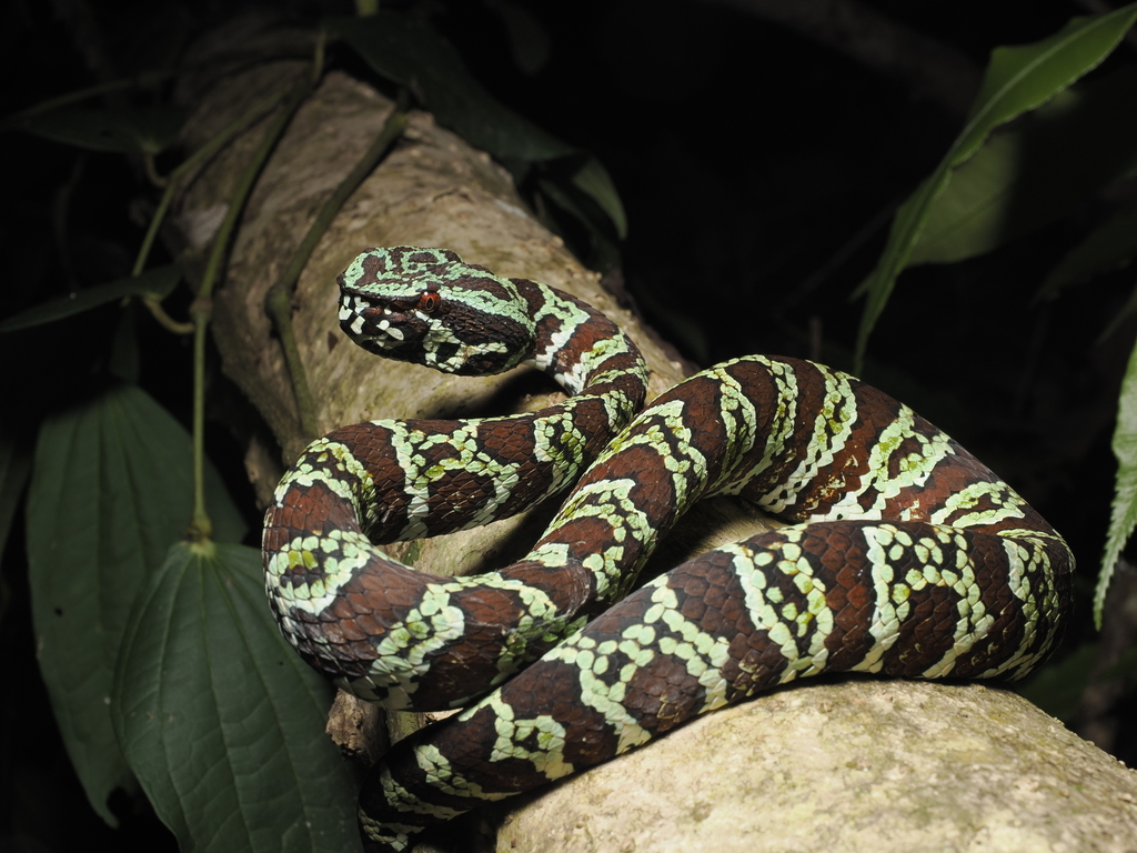 Broad-banded Temple Pitviper (Tropidolaemus laticinctus)
