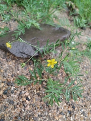 Sibbaldianthe orientalis