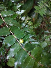 Mouriri myrtilloides