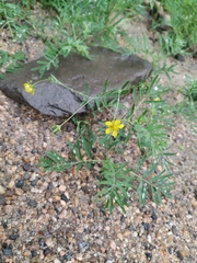 Sibbaldianthe orientalis