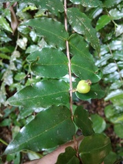Mouriri myrtilloides