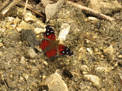 Hypanartia kefersteini