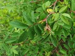 Rosa amblyotis