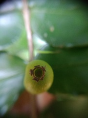 Mouriri myrtilloides