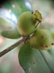 Mouriri myrtilloides