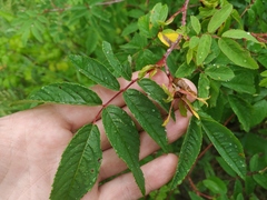 Rosa amblyotis