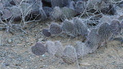 Opuntia pycnantha, photograph author not stated, no rights reserved