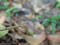 Prodasineura croconota