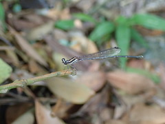 Prodasineura croconota