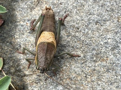 Psorodonotus