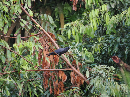 Sulawesi Crow (Corvus celebensis), photo 4