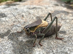 Psorodonotus
