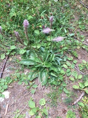 Plantago