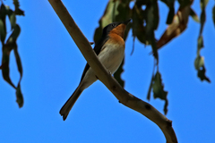 Myiagra cyanoleuca
