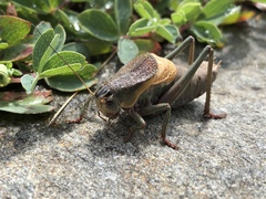 Psorodonotus