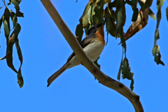 Myiagra cyanoleuca